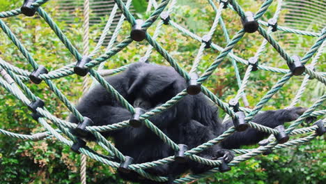 Gibón-De-Piel-Negra-Siamang-Sentado-En-Una-Red-Giratoria-En-El-Parque-Zoológico-De-Vida-Silvestre