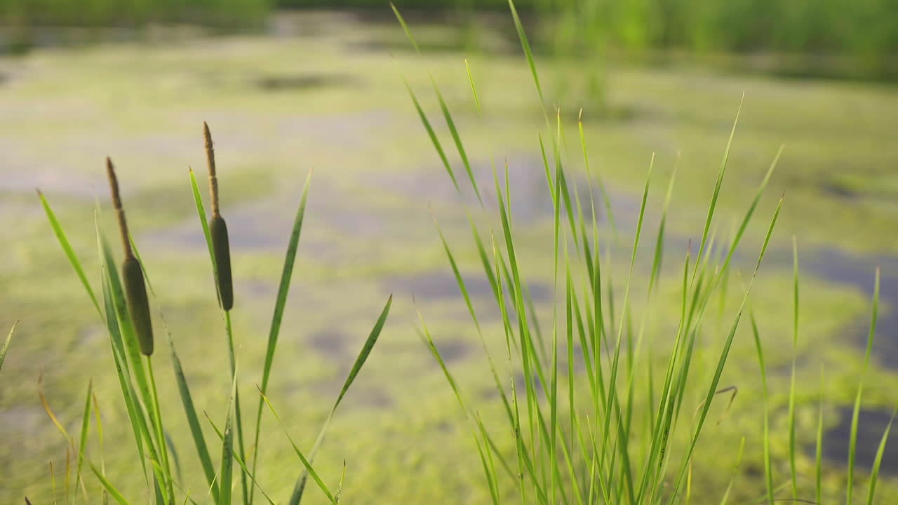 Blooming Reed by Overgrown Pond