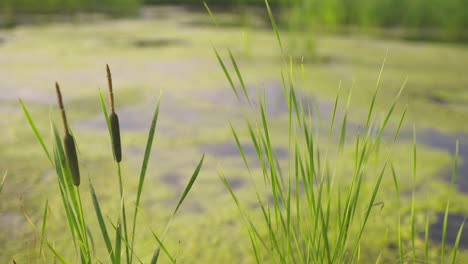 blooming reed by overgrown pond