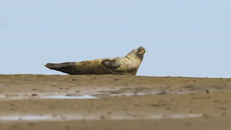 a cute seal basks in the sun at texel national park in the netherlands