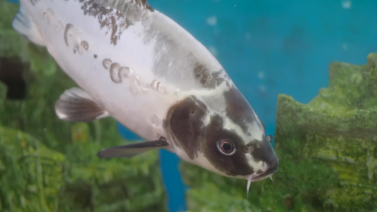 수족관 의 코이 물고기