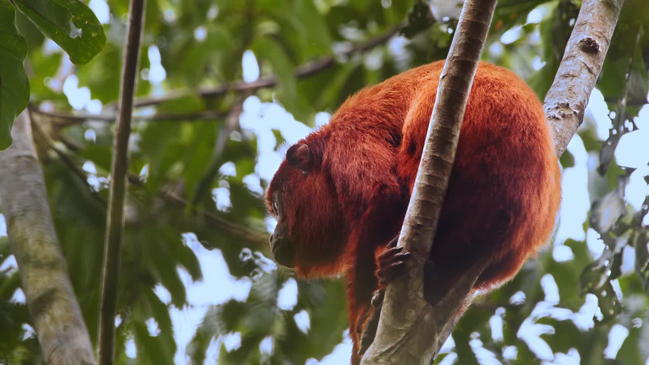 Howler monkey sitting quietly in the canopy, basking in warm sunlight amid lush rainforest foliage