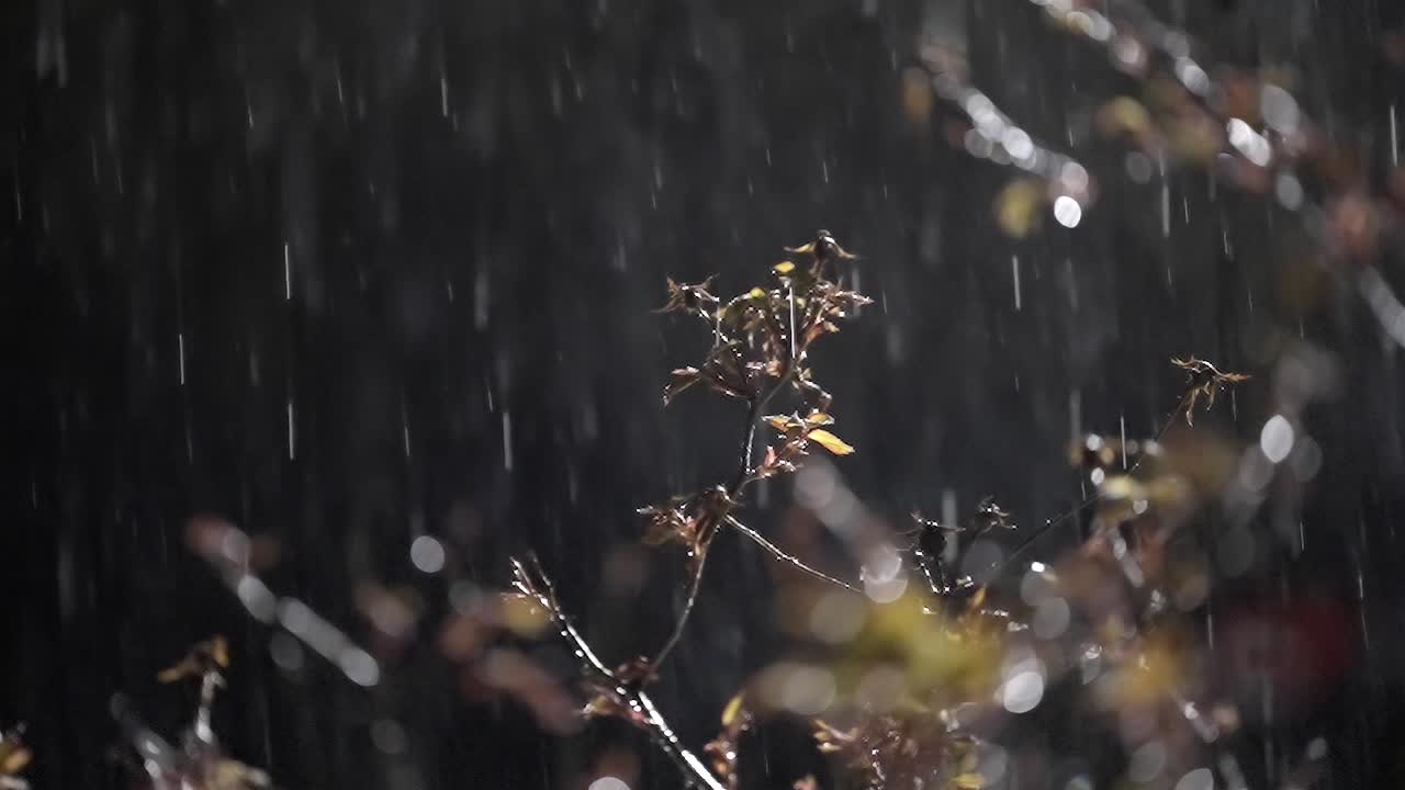 Nighttime Rain Falls on Budding Branches, Moody, Romantic Drops