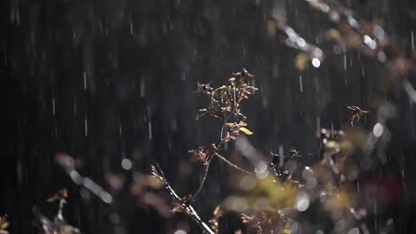 nighttime rain falls on budding branches, moody, romantic drops