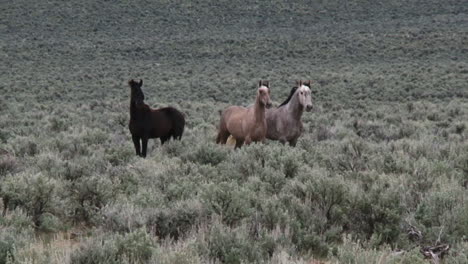 wild horses graze in open rangeland in wyoming 1