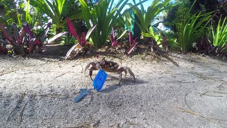 a small crab holding a room key with tropical plants moving in the breeze