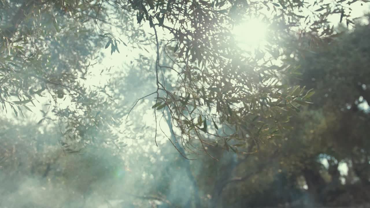 불에서 연기 대기 올리브 나무 가지 햇빛