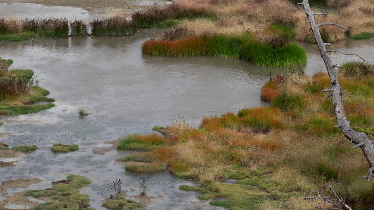 Hot bubbling water in geothermally heated pool and colorful grasses in Yellowstone National Park