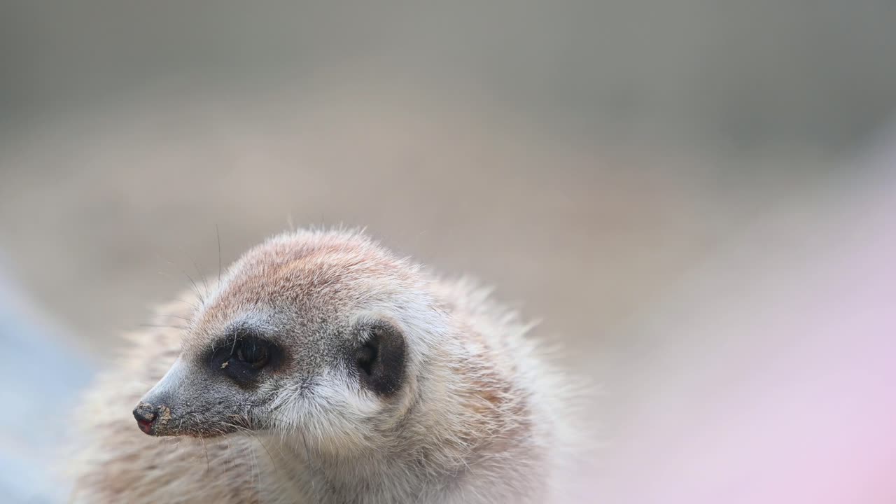 suricata, suricata suricatta, imágenes de 4k