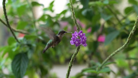 Slow-Motion-Shot-of-Small-Humming-Bird-Feeding-on-Stachytarpheta-Plant-in-Garden