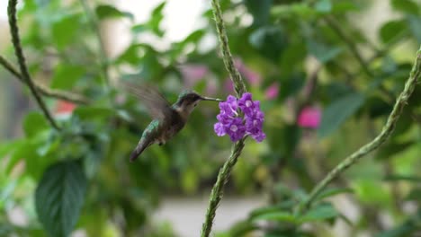 fotografía en cámara lenta de un pequeño colibrí que se alimenta de la planta stachytarpheta en el jardín