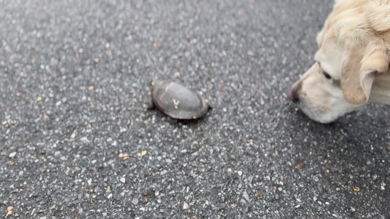любопытная собака нюхает черепаху, пересекающую дорогу. белый лабрадор-ретривер следует за маленькой черепахой.