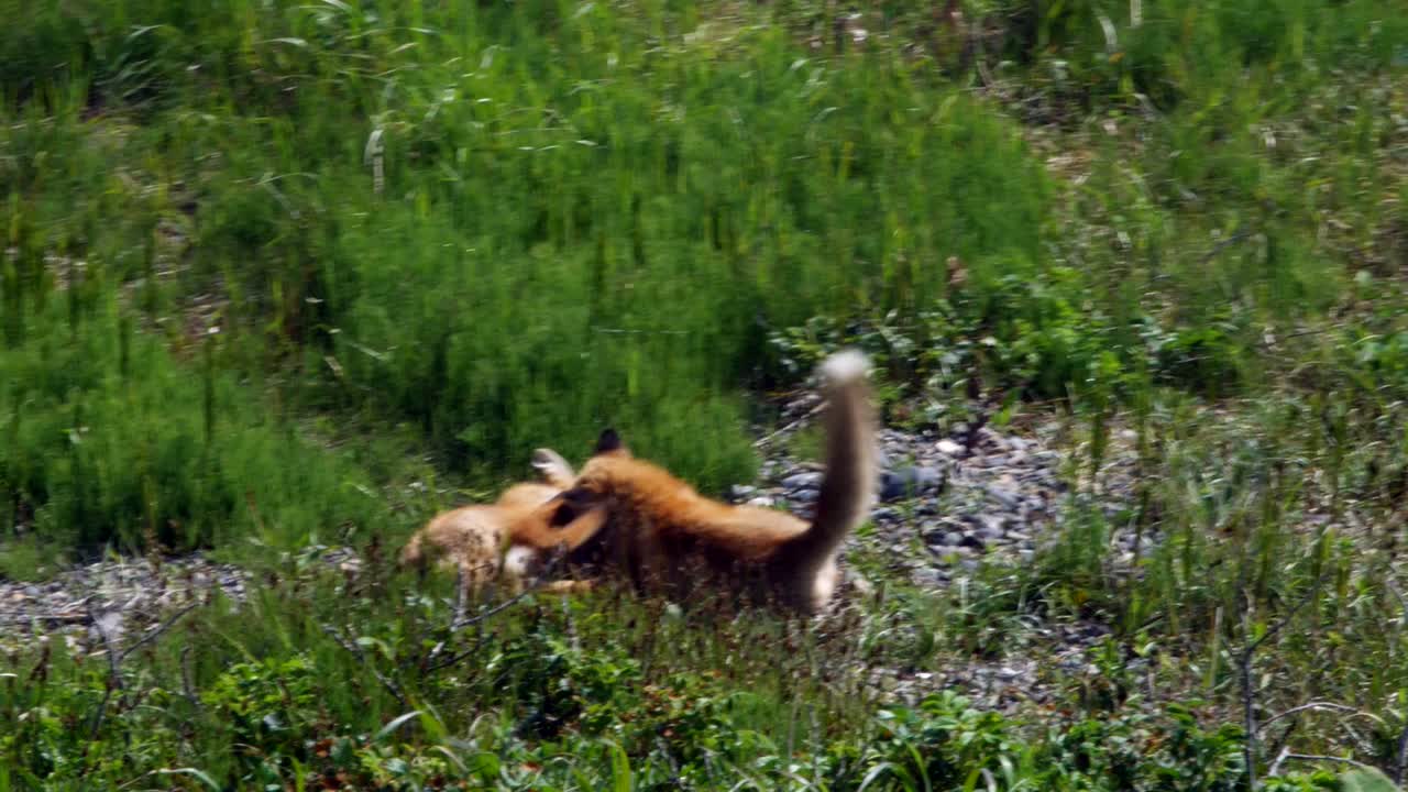 은 여우 키트 (ezo red fox)