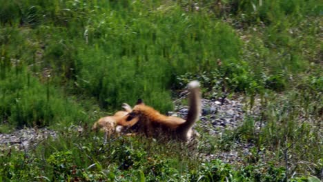 red fox kits (ezo red fox)