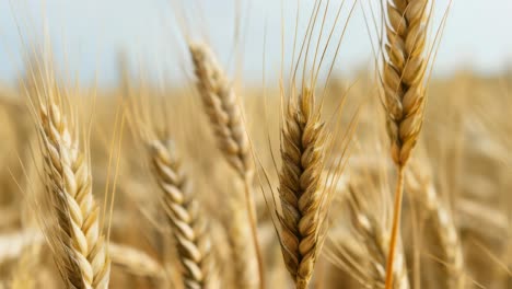 ripe wheat ears are swaying in wind in vast agricultural field, creating beautiful scenery of nature's bounty ready for harvest under clear blue sky