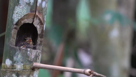 a-cute-worm-flycatcher-chick-is-in-a-nest-in-a-bamboo-hole