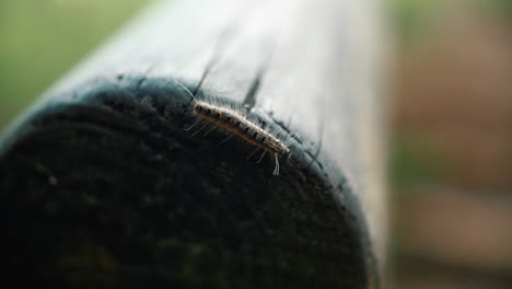 oruga negra con el pelo largo arrastrándose sobre un poste de madera