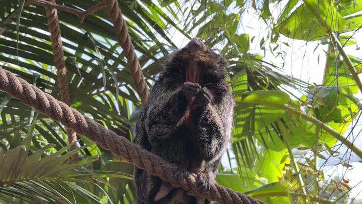 Scimmia Saki dalla faccia bianca della Guyana in cattività che mangia frutta, Malaga, Spagna.