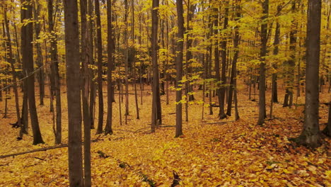 Un-Disparo-Lento-De-Un-Dron-Moviéndose-Hacia-Un-Bosque-Otoñal