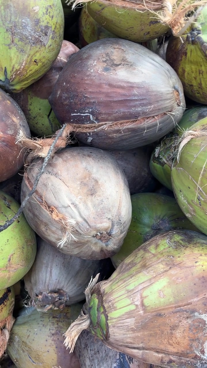 Primo piano di noci di cocco verdi e marroni appena raccolte