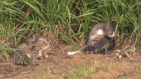 Two Cats Relaxing in Grass