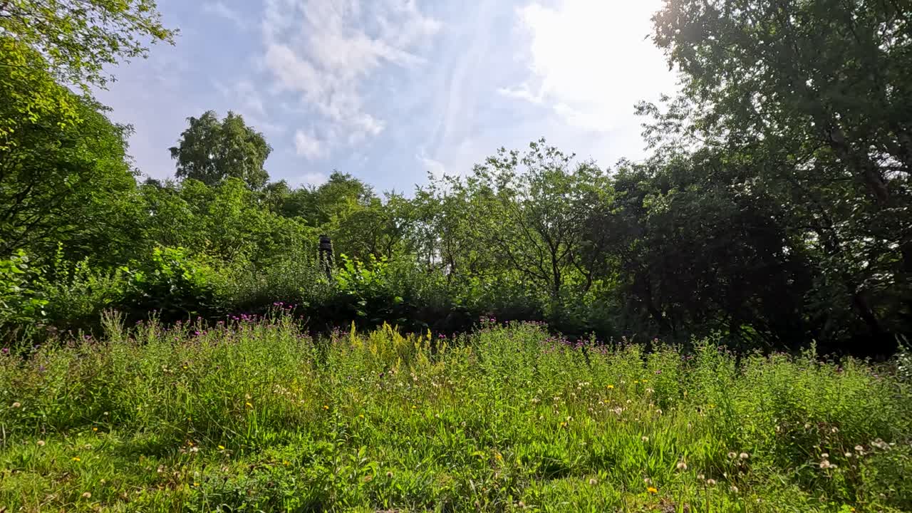 A wide-angle camera slowly pans across a lush wildflower meadow bordered by trees under bright daylight, capturing vibrant greenery and a partly cloudy sky