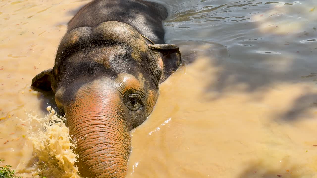 Primo piano di un elefante asiatico che immerge la testa e la proboscide nell'acqua fangosa di un fiume.