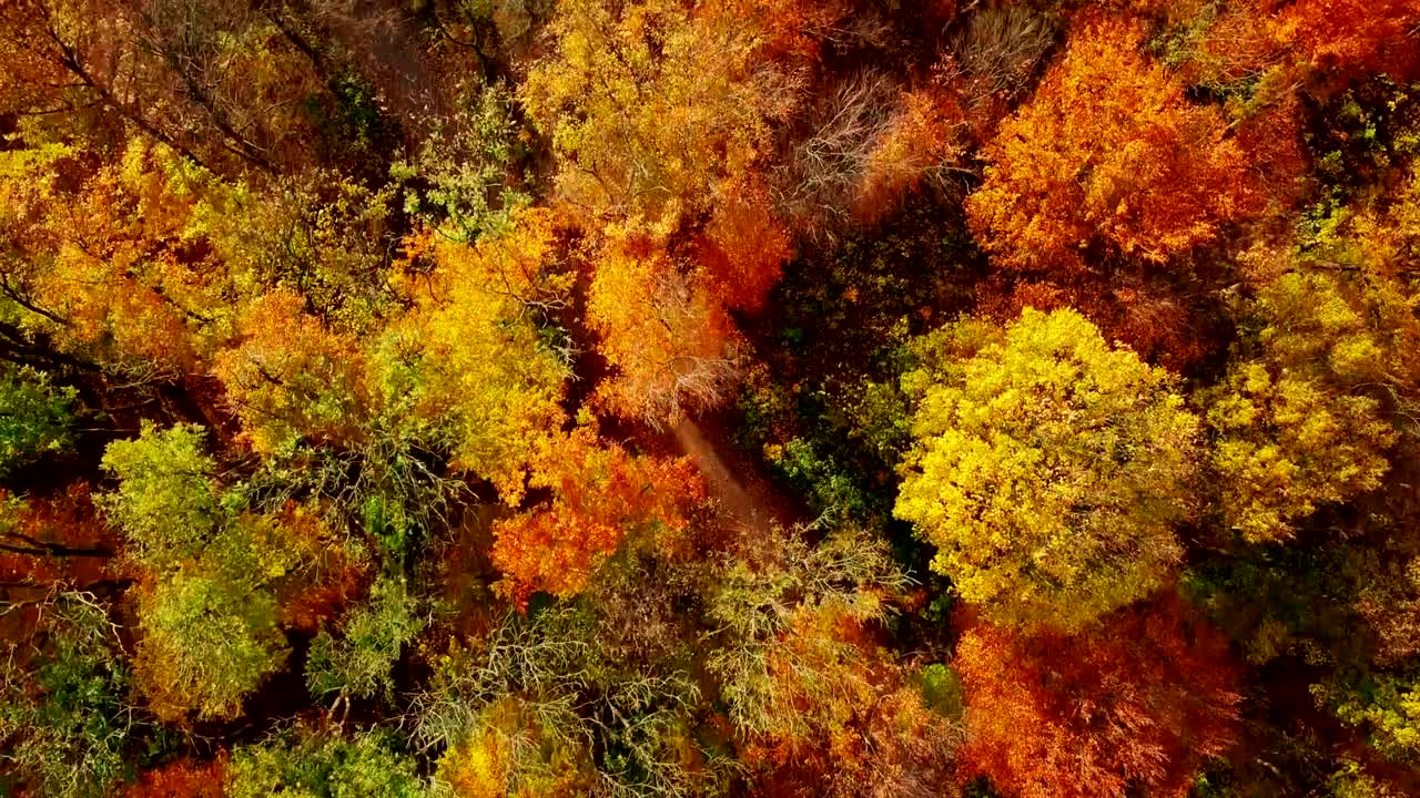 vuelo sobre la copa del árbol sobre el bosque de otoño.