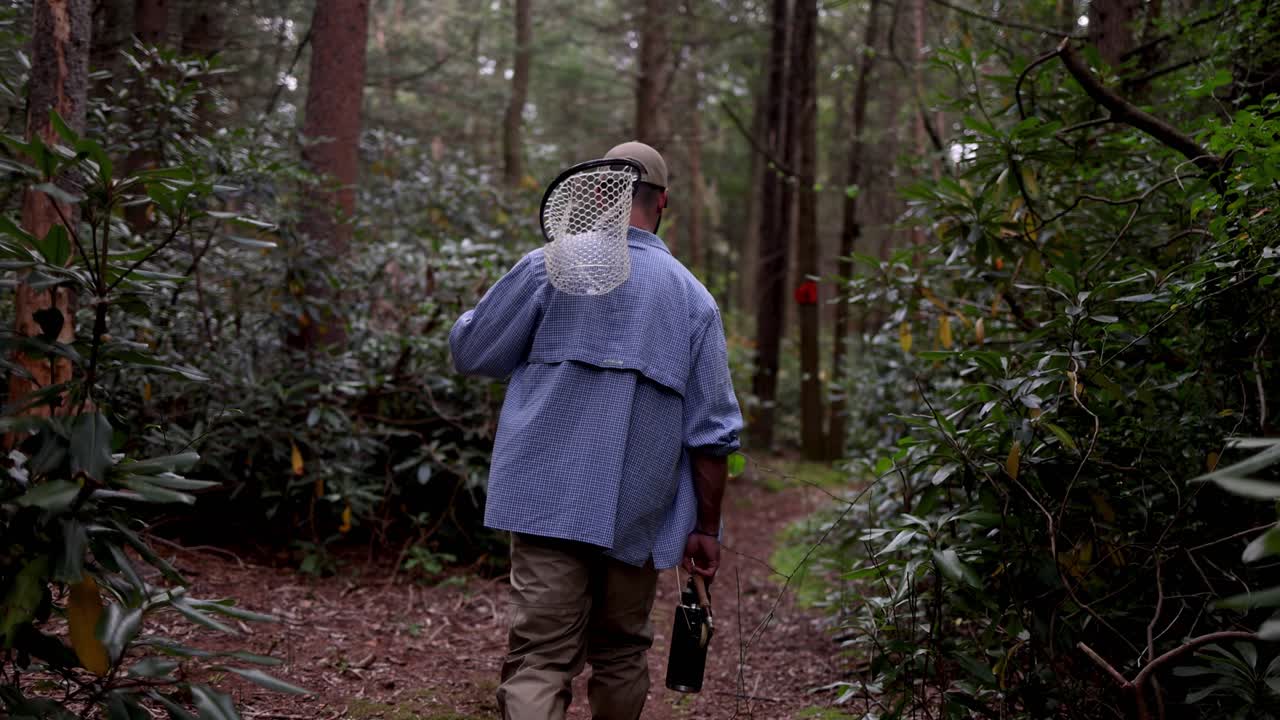 Slow Motion tracking shot of a Fly Fisherman in the Pocono Mountains in Pennsylvania walking towards the stream. The angler is surrounded by Rhododendron and other foliage along the path.