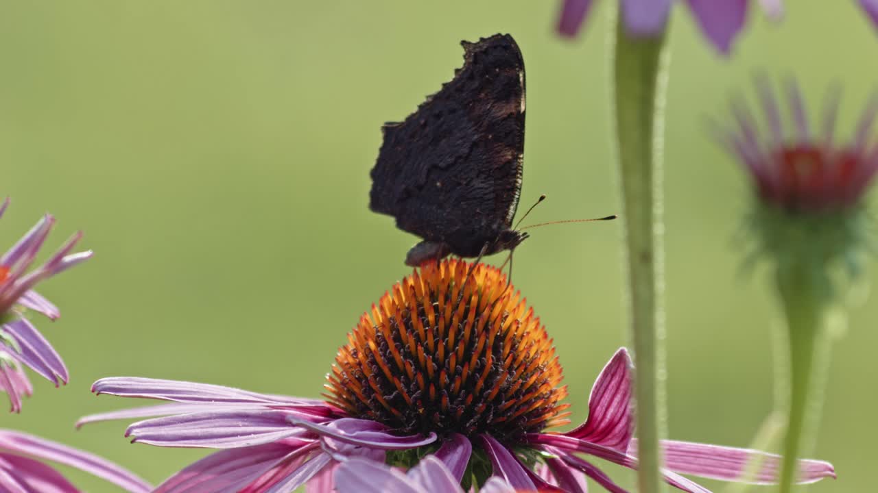 Red admiral Butterfly Sipping Nectar From Purple Coneflower - macro-1