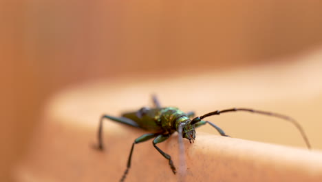 close-up: crawling aromia moschata beetle exploring wooden surface