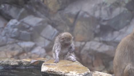 Joven-Mono-De-Nieve,-También-Conocido-Como-Macaco-Japonés-En-Nagano,-Japón,-Mirando-A-Través-De-Las-Pieles-Del-Cuerpo-Mientras-Se-Sienta-En-La-Roca-Húmeda-Cerca-Del-Agua---Toma-De-Primer-Plano