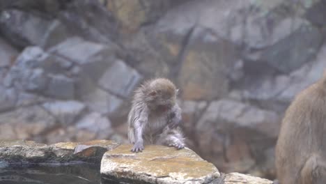 young snow monkey, also known as japanese macaque in nagano, japan, looking through body furs while sitting on the wet rock near the water - closeup shot
