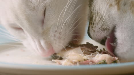 two cute cats lick and eat food on plate, 60fps, macro