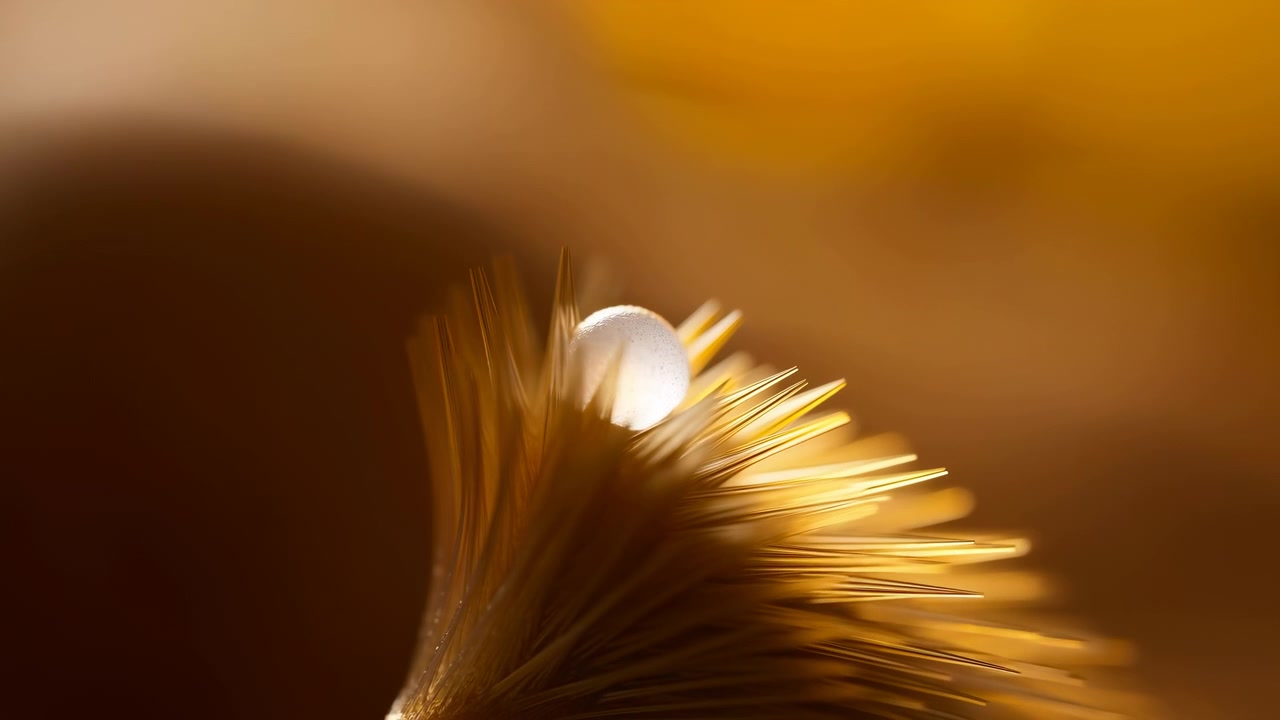 Una goccia d'acqua traslucida si posa su filamenti marrone dorato o barbe di piuma, con una luce delicatamente cangiante, texture delicata, bokeh morbido e un movimento sottile attraverso un sereno dettaglio naturale