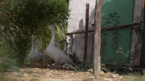 group of common ducks standing around near tree in the shade