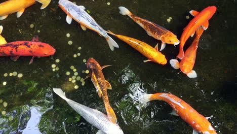 Peces-Koi-Nadando-En-Un-Estanque-De-Los-Deseos