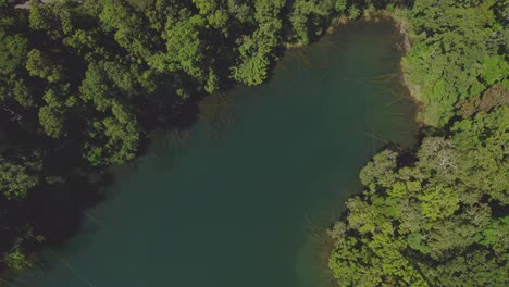 Aguas-Tranquilas-Y-Exuberante-Selva-Tropical-Del-Lago-Eacham-En-Atherton-Tableland,-Queensland,-Australia---Antena-De-Arriba-Hacia-Abajo