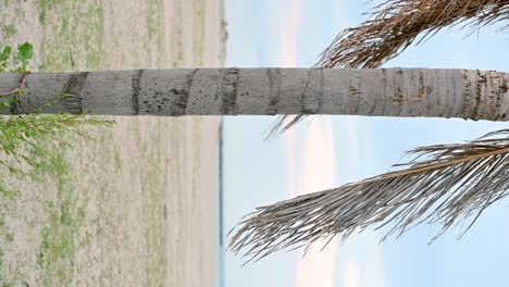Entspannende-Vertikale-Nahaufnahmen-Von-Langsam-Hüpfenden-Palmenblättern-Mit-Einem-Blauen-Himmel-Im-Hintergrund