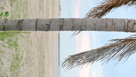 Relajantes-Imágenes-Verticales-En-Primer-Plano-De-Las-Hojas-De-Una-Palmera-Rebotando-Lentamente-Con-Un-Cielo-Azul-En-El-Fondo