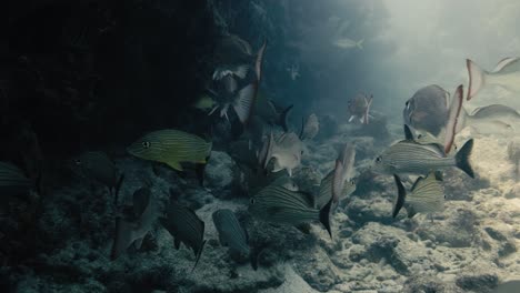 a large group of silver fish next to big rocks swimming underwater