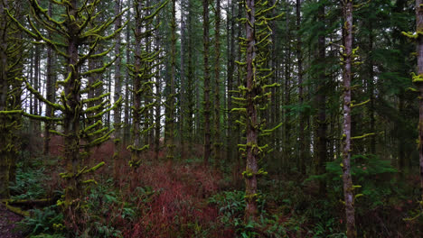 pacific northwest slow forward moving shot through moss forest and moss covered branches in washington state