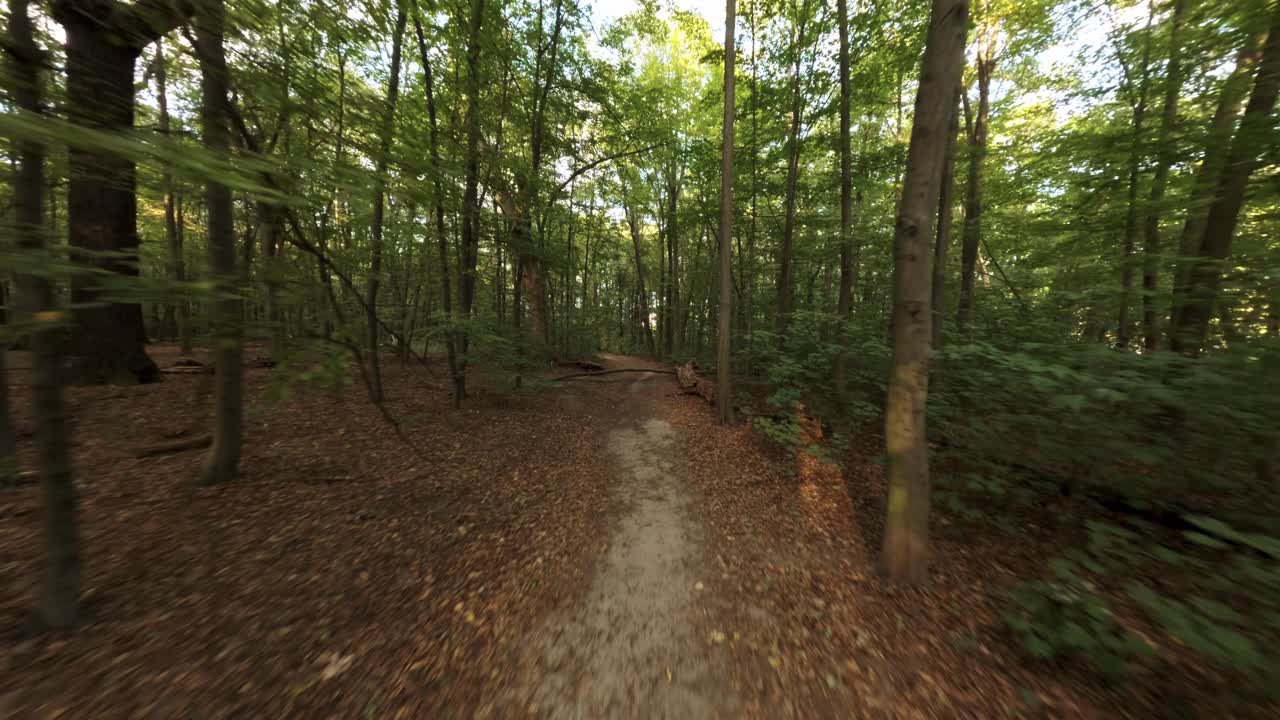 Sentiero nella foresta