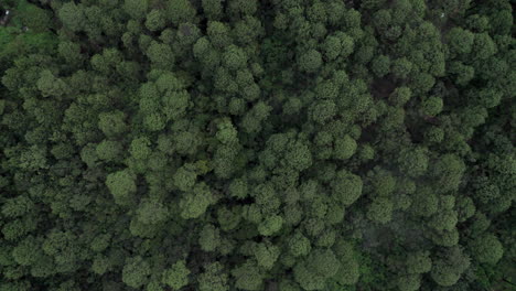 Top-down-aerial-shot-of-green,-leafy-trees-in-Valle-De-Bravo,-Mexico