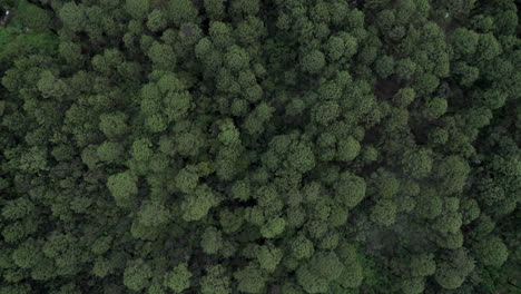 top down aerial shot of green, leafy trees in valle de bravo, mexico