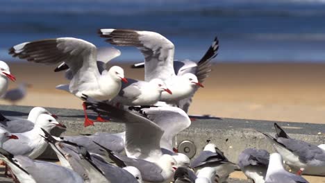 Large-flock-of-silver-gulls,-chroicocephalus-novaehollandiae-fighting-for-food,-feed-by-tourist-at-the-beach-in-Australia-during-summer-holiday,-slow-motion-shot-capturing-disruption-of-the-nature