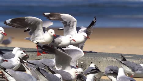gran bandada de gaviotas plateadas, chroicocephalus novaehollandiae luchando por comida, alimentada por turistas en la playa en australia durante las vacaciones de verano, toma en cámara lenta capturando la interrupción de la naturaleza