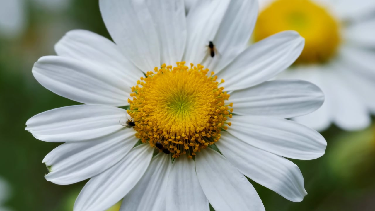 Margherita bianca in primo piano con insetti, riprese macro cinematografiche che mostrano piccoli coleotteri e formiche sul centro giallo