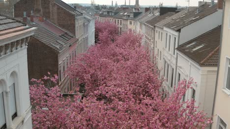 drone - aerial drone shot of the kirschbluete cherry blossom in the heerstraße heerstreet breitestraße bonn 25p