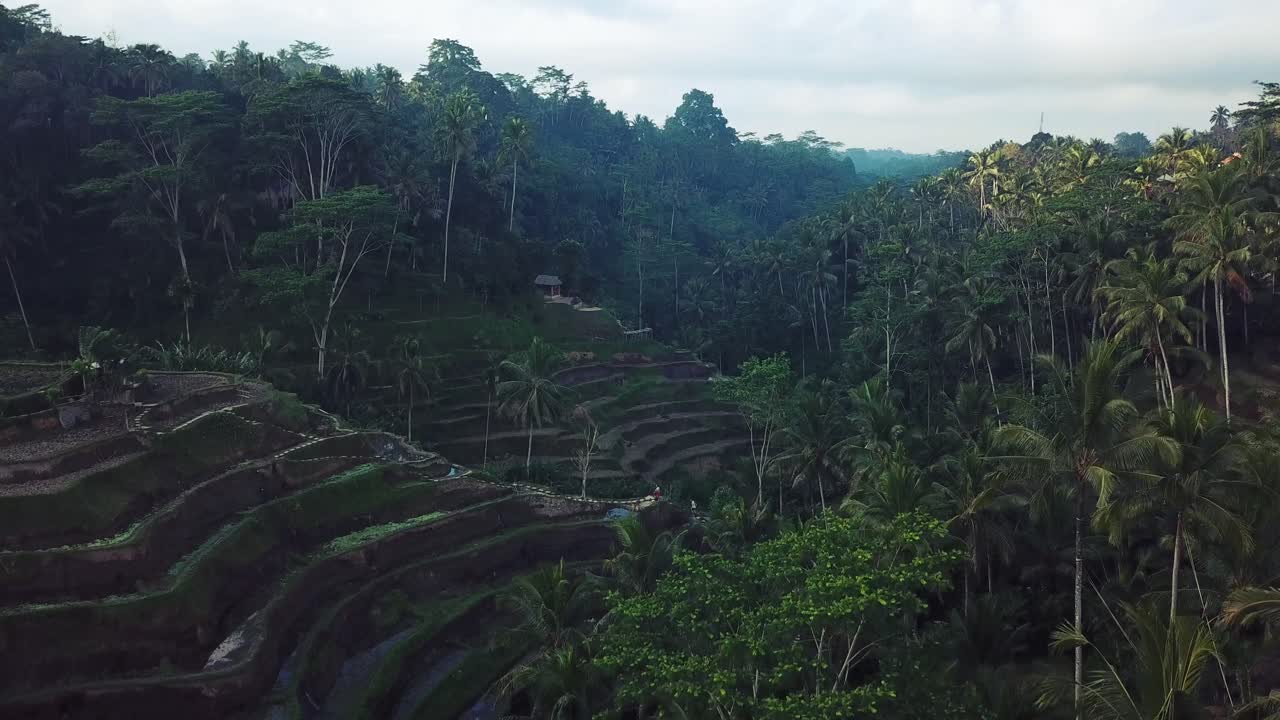 disparo de drone en aumento que revela las hermosas terrazas de arroz de tegallalang en una mañana soleada